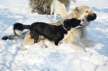 Happy Dogs Playing  in the Snow in the Winter 