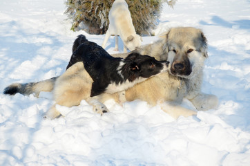 Happy Dogs Playing  in the Snow in the Winter 