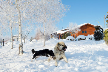 Happy Dogs Playing  in the Snow in the Winter 