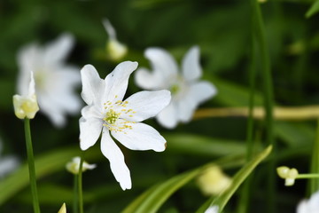 Obraz na płótnie Canvas white flower in garden