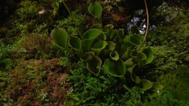Carnivorous plants sundew, venus flytrap, sarratseniya