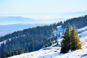 Beautiful Pine Trees  in the Winter Mountain . Winter Landscape .Vitosha Mountain, Bulgaria 