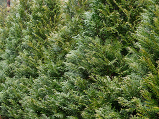 wall of decorative thuja swing in the wind