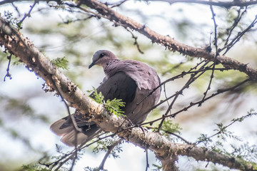 Mourning collared dove sitting on a branch