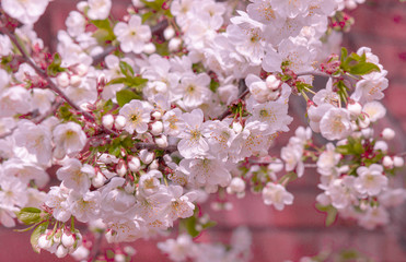 Hello Spring. Beautiful image of a flowering tree, the blur effect. Toned image, selective focus.