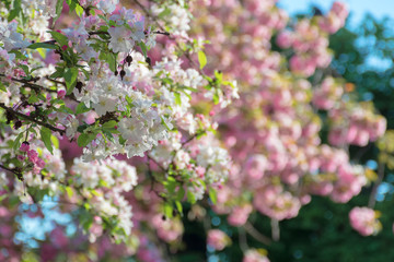 branches of apple quince tree in blossom. blooming garden on the blurred background. sunny springtime forenoon.