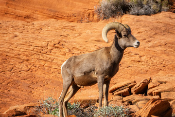 Male Desert Bighorn Sheep in Valley of Fire State Park. Taken in Nevada, United States.