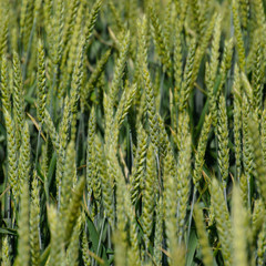 Spikelets of green wheat. Ripening wheat in the field.