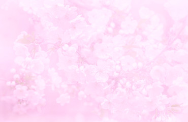 Beautiful image of a flowering tree, the blur effect. Toned image, selective focus.