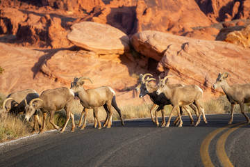 A family of female Desert Bighorn Sheep crossing the road in the Valley of Fire State Park. Taken in Nevada, United States.