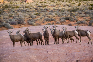 Naklejka na ściany i meble A family of female Desert Bighorn Sheep in Valley of Fire State Park. Taken in Nevada, United States.