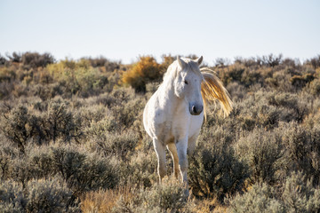 Obraz premium Wild White Horse in the desert of New Mexico, United States of America.