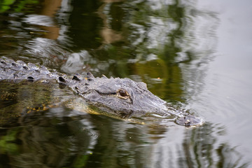 Alligator laying in water. Taken in Everglades National Park, Florida, United States.