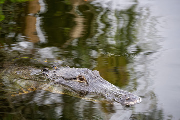 Naklejka premium Alligator laying in water. Taken in Everglades National Park, Florida, United States.