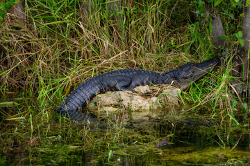 Alligator laying in water. Taken in Everglades National Park, Florida, United States.