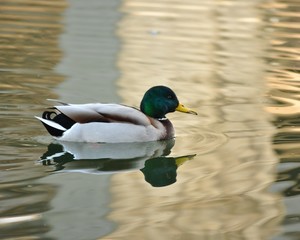 duck in the pond