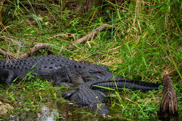 Alligator laying in water. Taken in Everglades National Park, Florida, United States.
