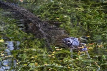 Alligator laying in water. Taken in Everglades National Park, Florida, United States.