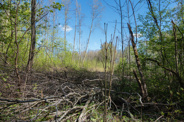 spring view of the clearing in the woods, leaves flourishing on the trees; In the foreground, dry bush trunks are cut off the ground