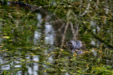 Alligator laying in water. Taken in Everglades National Park, Florida, United States.