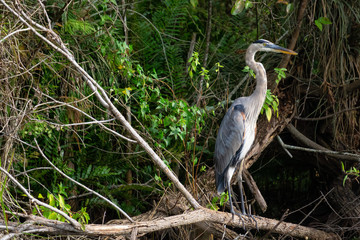 The great blue heron sitting in on a tree. Taken in Everglades National Park, Florida, United States.