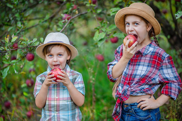 Portrait of a brother and sister in the garden with red apples.