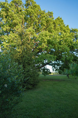 my green garden in the spring, a large sun-lit oak before the orchard; green lawn on the front