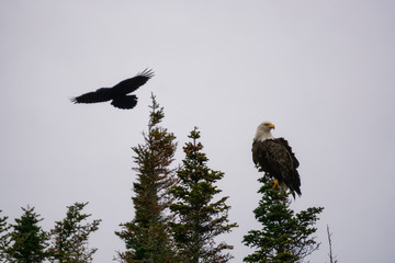 Big Bold Eagle sitting on at the top of a tree. Taken in Newfoundland, Canada.