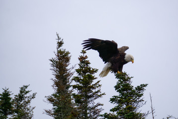 Big Bold Eagle sitting on at the top of a tree. Taken in Newfoundland, Canada.