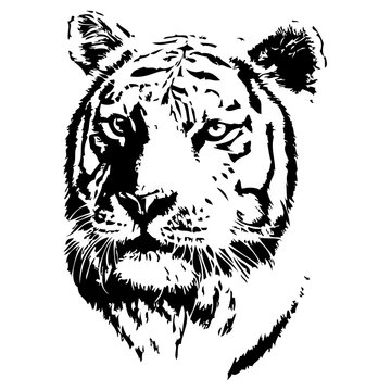 Tiger vector illustration. Hand drawn isolated on white background