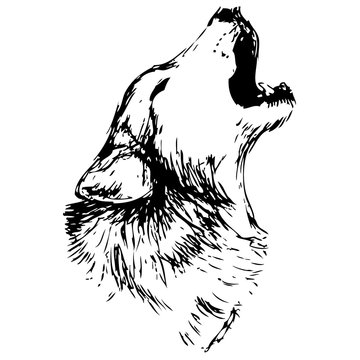 Wolf vector illustration. Hand drawn isolated on white background