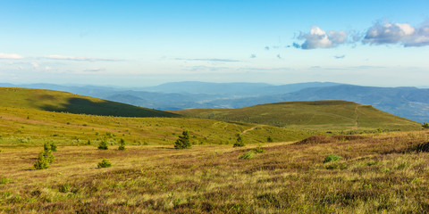Fototapeta premium panoramiczny letni krajobraz w górach. pofałdowane wzgórza ze świerkami na alpejskiej łące w wieczornym świetle. grzbiet w oddali. puszyste chmury na niebieskim wieczornym niebie