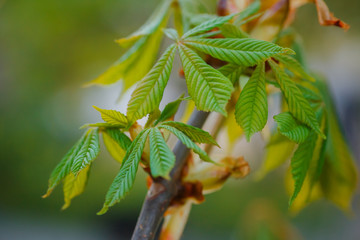 Modest chestnut new leaves in spring. Bright green leaves close up. Background for spring screensavers on phone. rebirth of nature. Blooming buds on trees.