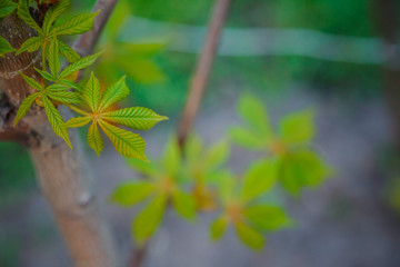Modest chestnut new leaves in spring. Bright green leaves close up. Background for spring screensavers on phone. rebirth of nature. Blooming buds on trees.