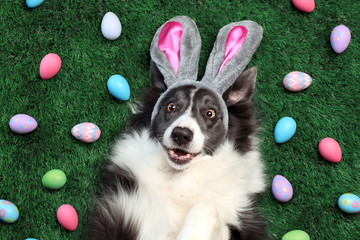 Happy dog with bunny ears surrounded by Easter eggs - 255461700