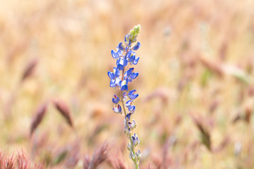 Lupine wildflowers blooming in Desert, Southwest, USA.