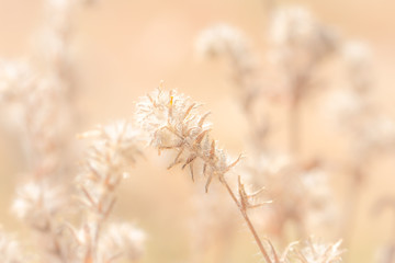 Close up of grass seed stalks in the meadow at sunset.