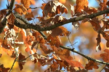 autumn leaves on a tree
