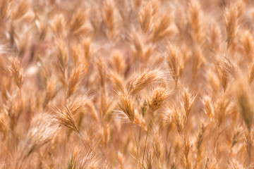 Close up of grass seed stalks in the meadow at sunset.