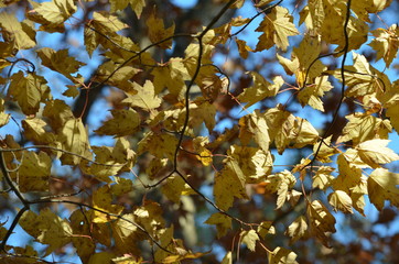 autumn leaves on tree