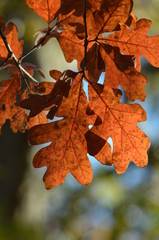 autumn leaves on tree
