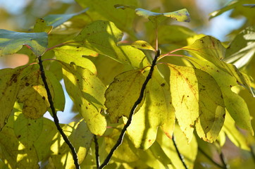 autumn leaves on blue background