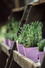 .Lavender Plants In Market