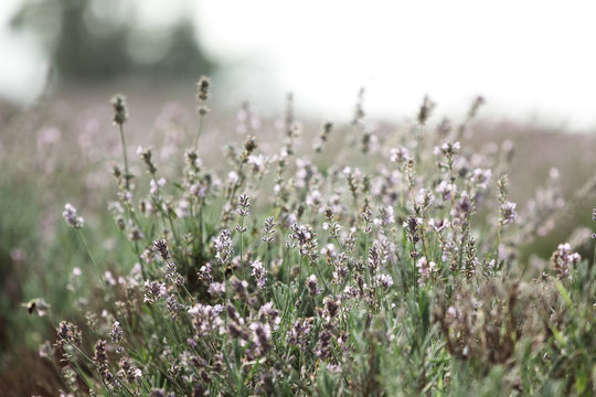 Lavender