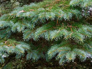 the prickly branches of the fir-tree sway in the wind.