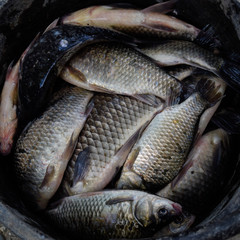 River fish in a plastic bucket. Fish catch. Carp and carp. Weed