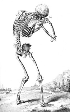 Skeleton From Behind