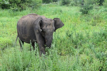 Elefante adolescente salvaje en su hábitat