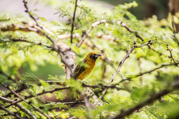 female baglafecht weaver sitting on a branch