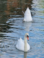 Swans in Steinberg